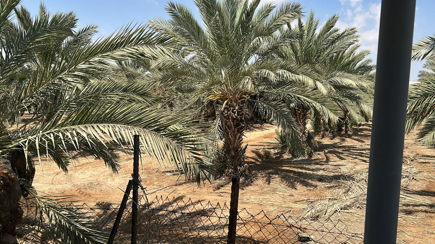 Natives Olivenöl extra – „flüssiges Gold“ aus Palästina