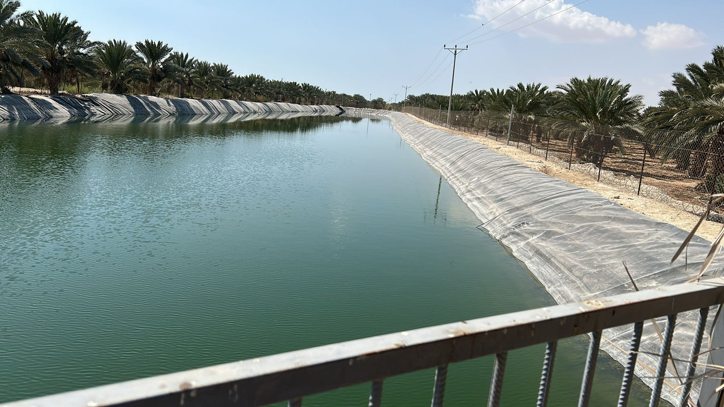 Natives Olivenöl extra – „flüssiges Gold“ aus Palästina