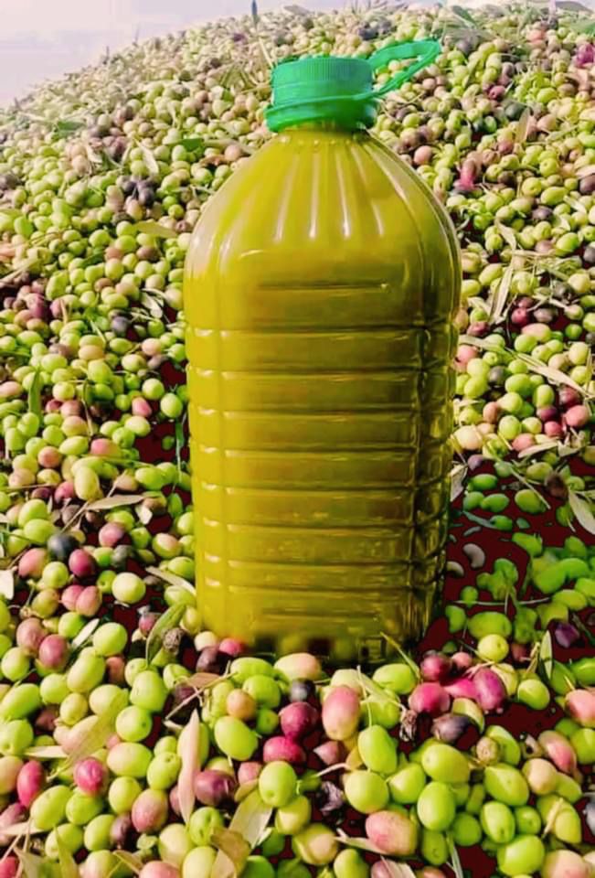 Natives Olivenöl extra – „flüssiges Gold“ aus Palästina