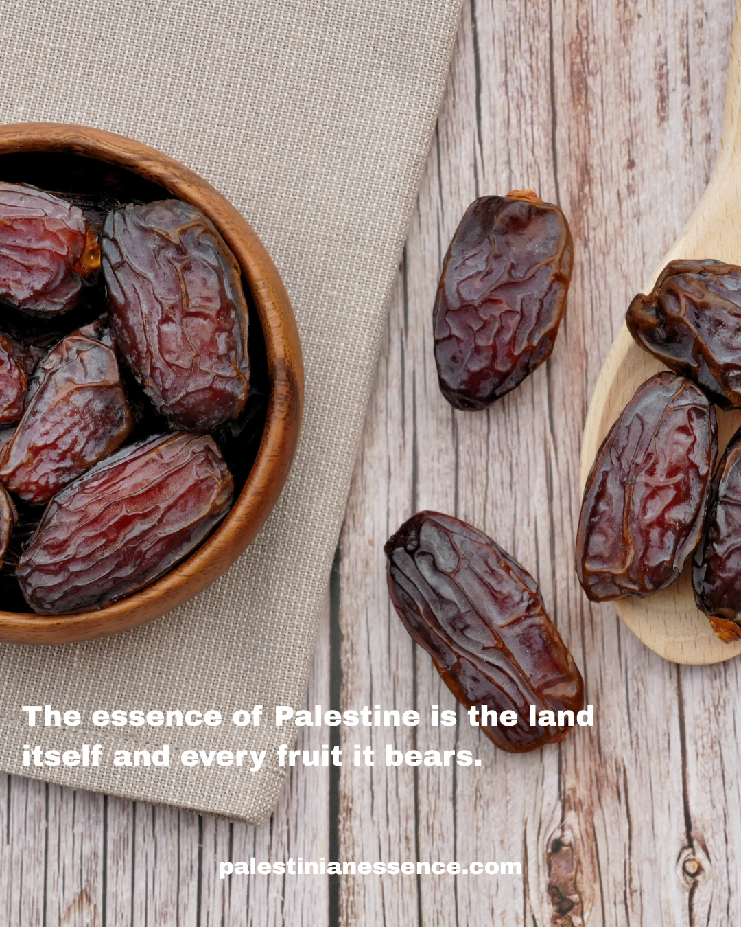 Medjoul-Datteln aus Jericho – Bio & fair